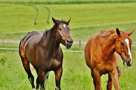 caballos, para dos, de acoplamiento, Semental, comer, Paddock, marrón
