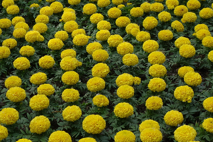 gelb tagetes, florale Ausstellung, Dekoration, Park, Natur