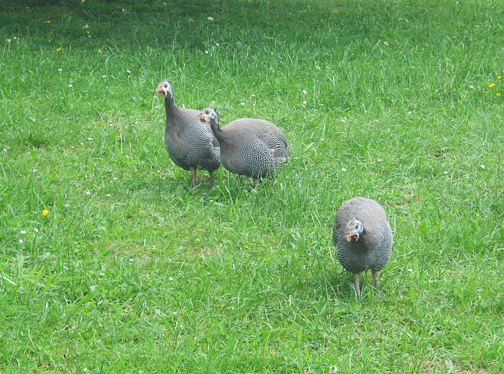 Guinea fowl, Meadow, Peck, chạy