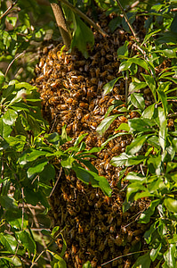 蜜蜂, 群, 蜂拥而至, 很多, 自然, 行为, 昆虫