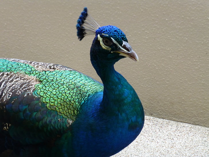 peacock, bird, egret, blue bird, fauna