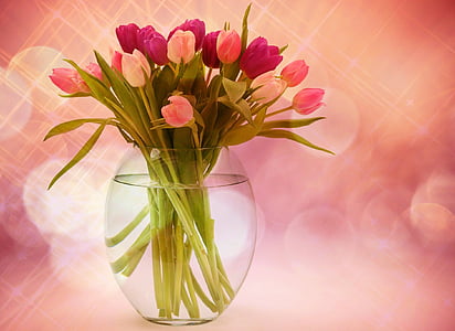 tulipány, Kytica tulipán, kvety, Kytica, jar, jarné kvety, ružová