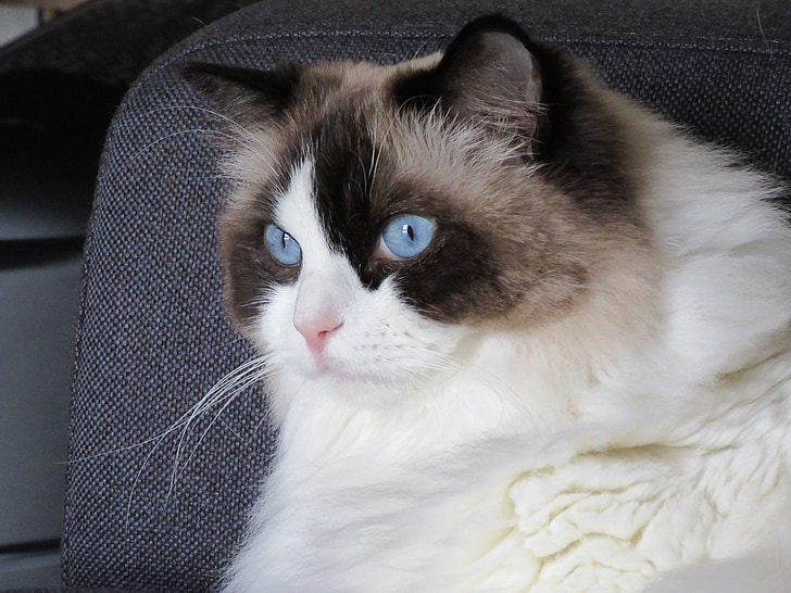 kucing, Ragdoll, biru, Lihat, berbaring, mata kucing, mata