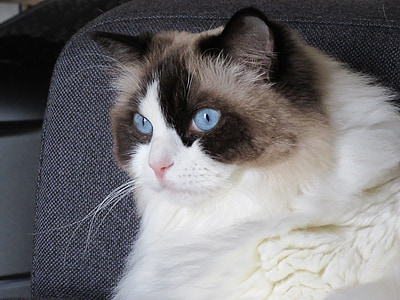 Kot, Ragdoll, niebieski, wygląd, leżącego, kot oczy, oczy