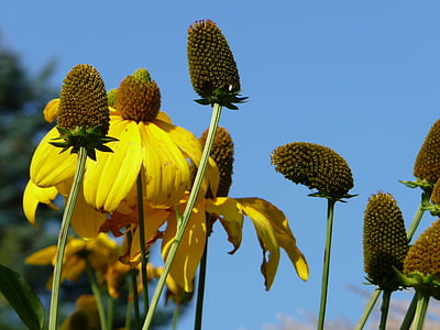 синьо, жълто, лято, цветя, шапка за слънце, природата, слънчоглед