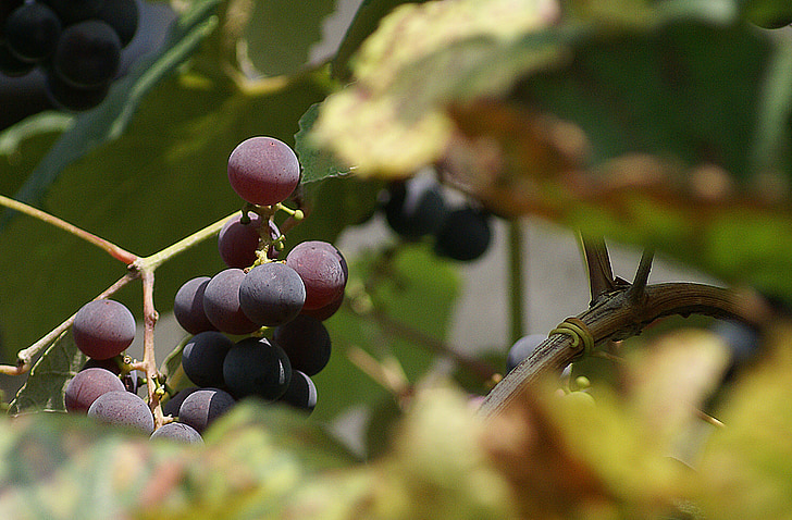 grozdje, skupina, sadje, vinsko trto, Bush, podružnica, Vintage