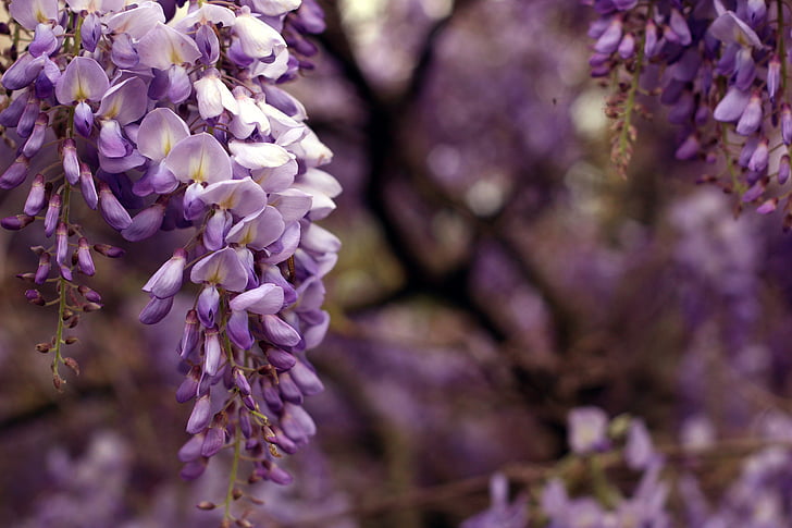 wisteria, Bloom, dārza, darbvirsma, wallpaper-Download Photo, fons, Pavasaris
