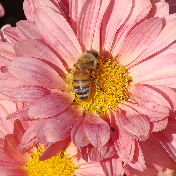 čebela, oprašitve, cvet, marjetica, roza, poletje