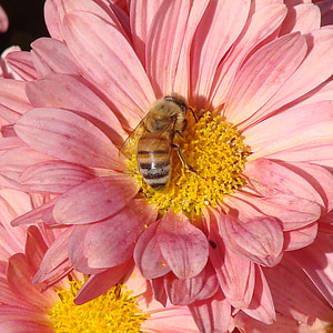 bee, pollinating, flower, daisy, pink, summer
