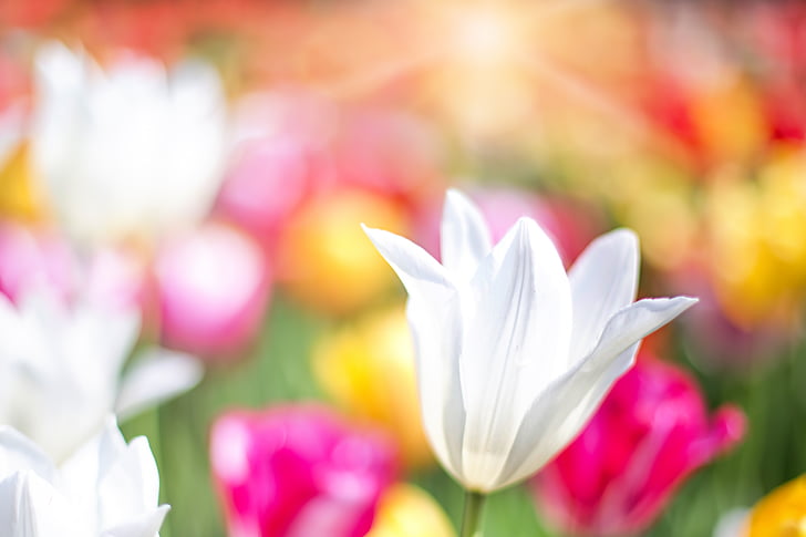 tulipaner, rosa, hage, våren, blomster, blomster, natur