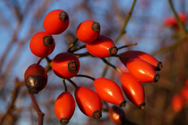 the rosehip fruits, rose hips, autumn fruits, macro, nature, branch, red