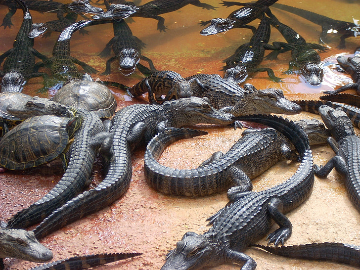 aligatorji, močvirje, Everglades, želve, kup, prosto živeče živali, plazilci