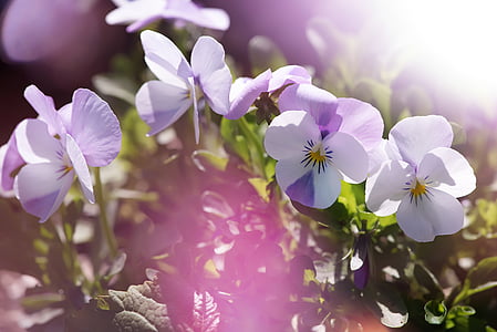 pensament, violeta, blanc, floració, viola, flor, primavera