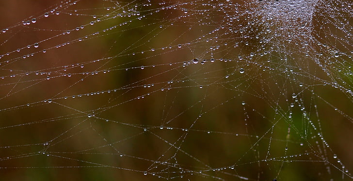 giọt, sương, vị trí, Thiên nhiên, Spider web, nhện