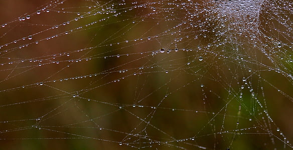 滴眼液, 露水, 地方, 自然, 蜘蛛网, 蜘蛛