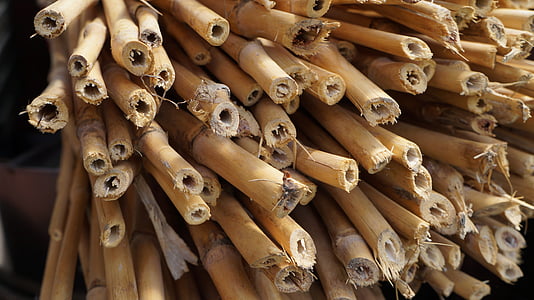 bambù, legnosa, gambo, giardino di bambù, legno, pianta