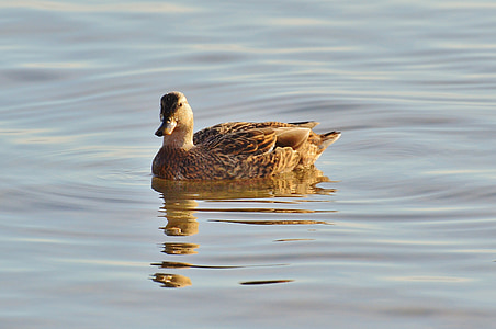 duck, water, lake constance, animal world, lake, bird, feather