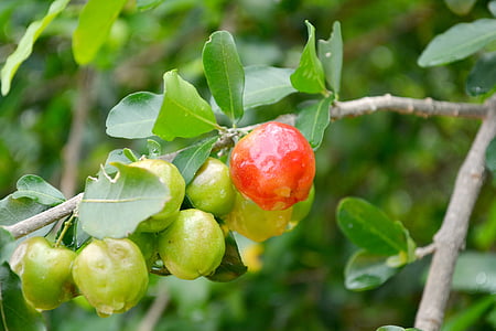 FRUTAS, acerola, Verde, Brasil, vaisių, vyšnia, žalia
