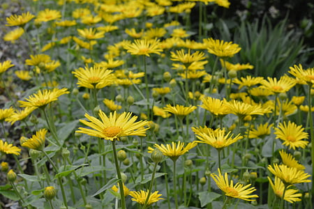 Doronikum kaukasischen, gelb, Blumen, gelbe Blume, Anlage, Blume, Frühling