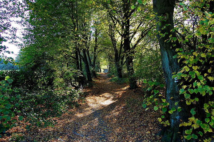 lesná cesta, Forest, vzdialenosť, stromy, jeseň, listy, žltá