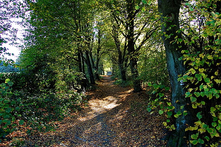leśna ścieżka, lasu, od, drzewa, jesień, pozostawia, żółty