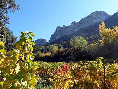 Natura, winorośli, winnice, pasmo dentelles de montmirail, krajobraz, Winnica, region winiarski