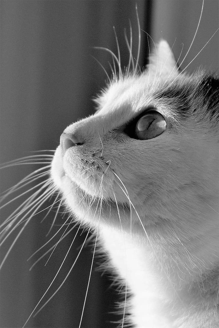 cat, animal, black and white, pet, domestic cat, cat's eyes, white