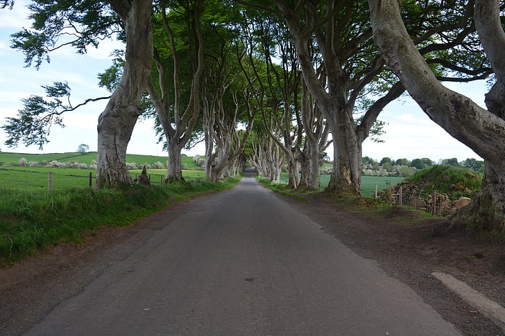 narave, Irska, bukev, temno žive meje, igre prestolov, drevo, cesti