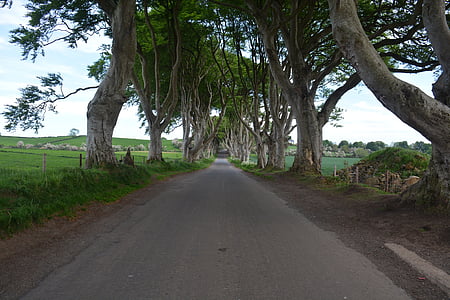 nature, ireland, beech, the dark hedges, games of thrones, tree, road