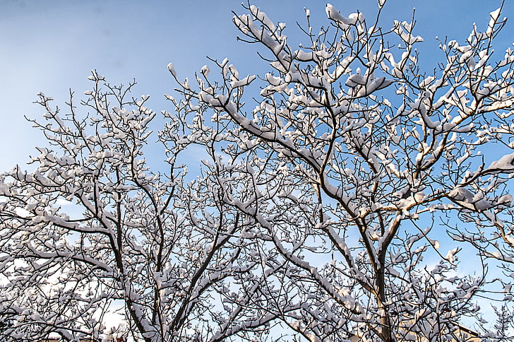 枝, 雲, 冷, 環境, 霜, 冷ややかです, 冷凍