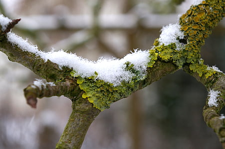 moss, branch, nature, tree, bark, forest, branches