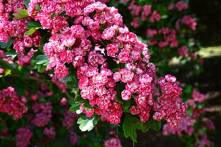 foto, -de-rosa, pétala, flor de cerejeira, árvore de cereja, flor, cor-de-rosa