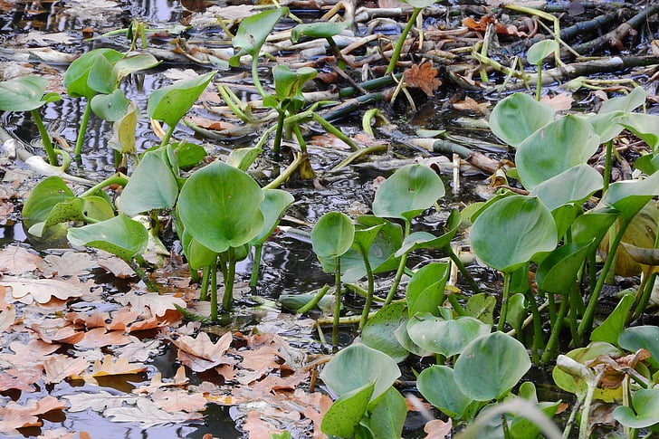 Calla lliris, Calla palustris, planta d'aigua, regió de Bohèmia Meridional