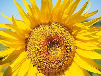 꿀벌, 꽃가루, 수집, 태양 꽃, 꽃, 블 룸, 꿀