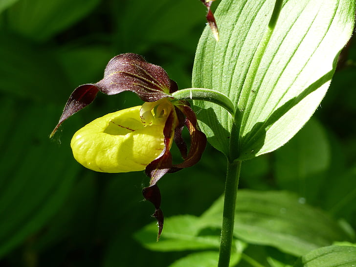 guckosko, 花, 色, 自然, リーフ, orchide