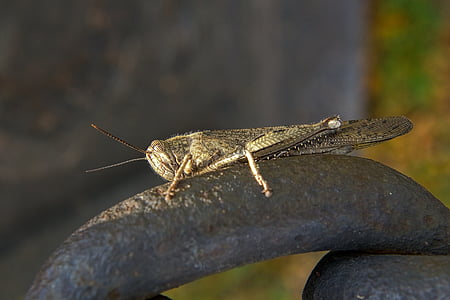 grasshopper, insect, bug, wildlife, macro, colorful, closeup