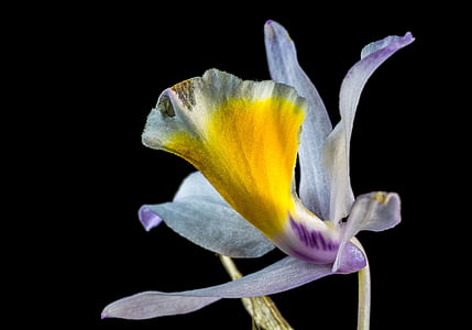 Wilde Orchidee, Orchidee, Blume, Blüte, Bloom, Natur, Anlage