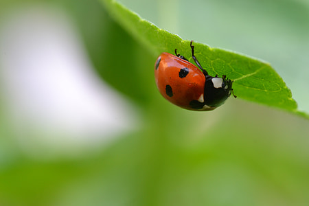 insect, ladybug, nature, macro, garden, leaf, beetle