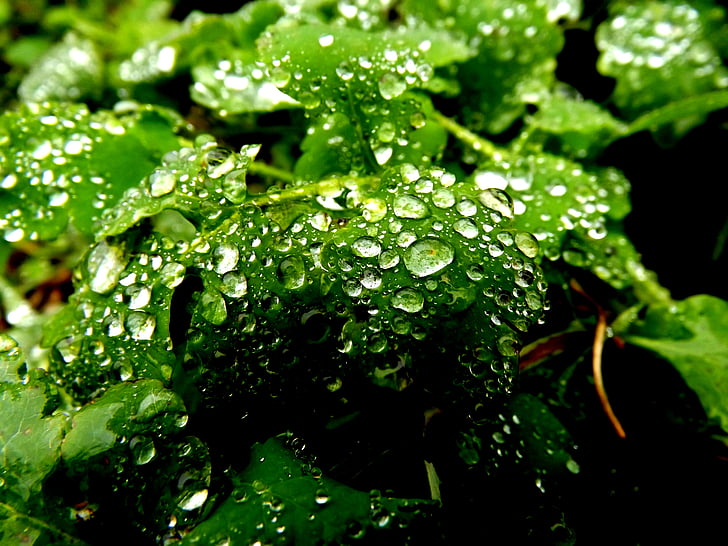 leaves, dew, water, green, morning, rain