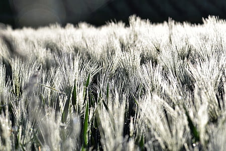 пшеница, поле, зимна пшеница, жито поле, орни, Спайк, зърнени култури