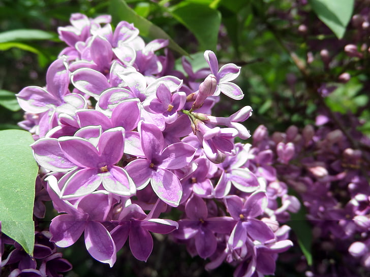 lilas, Purple, fermer, fleurs, printemps, plante, violet