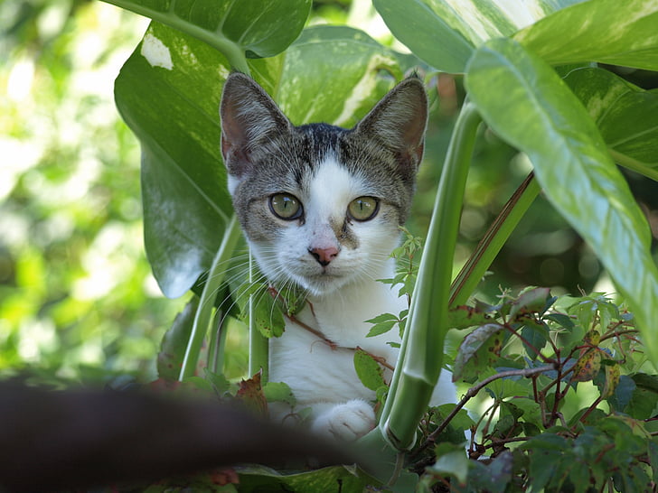 gato, gatito, lindo, malas hierbas, verde, animal, mascota