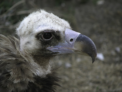vulture, bird, scavengers