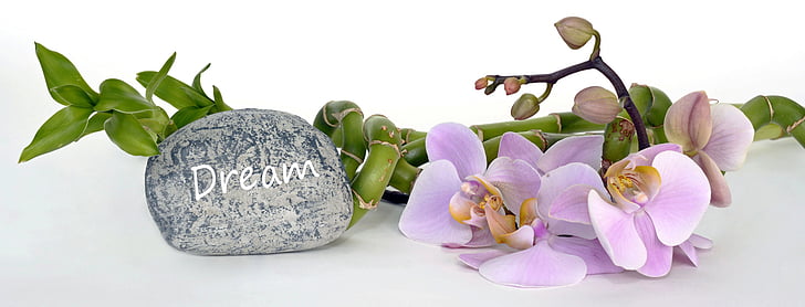 orchidea, fiore dell'orchidea, bambù, bambù di fortuna, sogni, relax, recupero