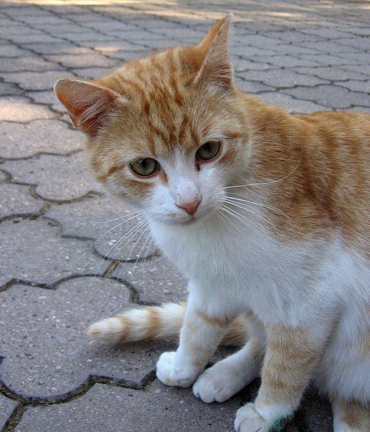 kočka, Tomcat, zvíře