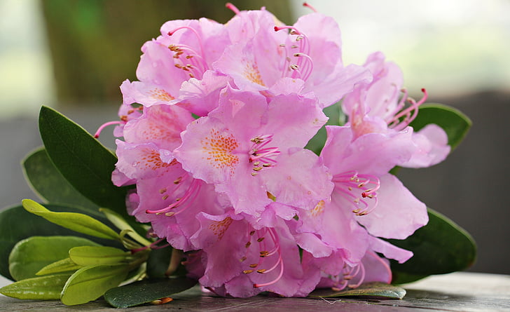 Azalea, virág, virágok, növény, világos, Rhododendron, nyári