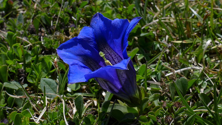 blå, kronblad, flowrr, gentiana, bergen, Blå, Blossom, Bloom