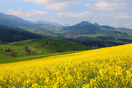 Šveicarija, pavasarį, Saulė, Gamta, kraštovaizdžio, pieva, lauko
