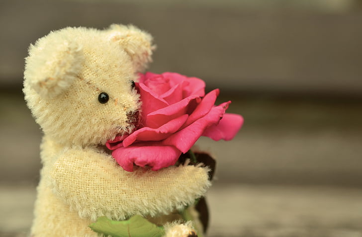 Teddy, color de rosa, amor, tarjeta de felicitación, Romance, romántica, amistad