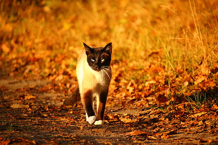 kedi, mieze, yavru kedi, Siyam kedisi, Siam, Siyam, cins kedi